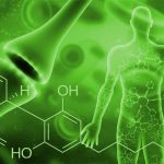 Understanding our Endocannabinoid System