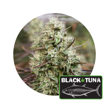 Black Tuna by TBTG