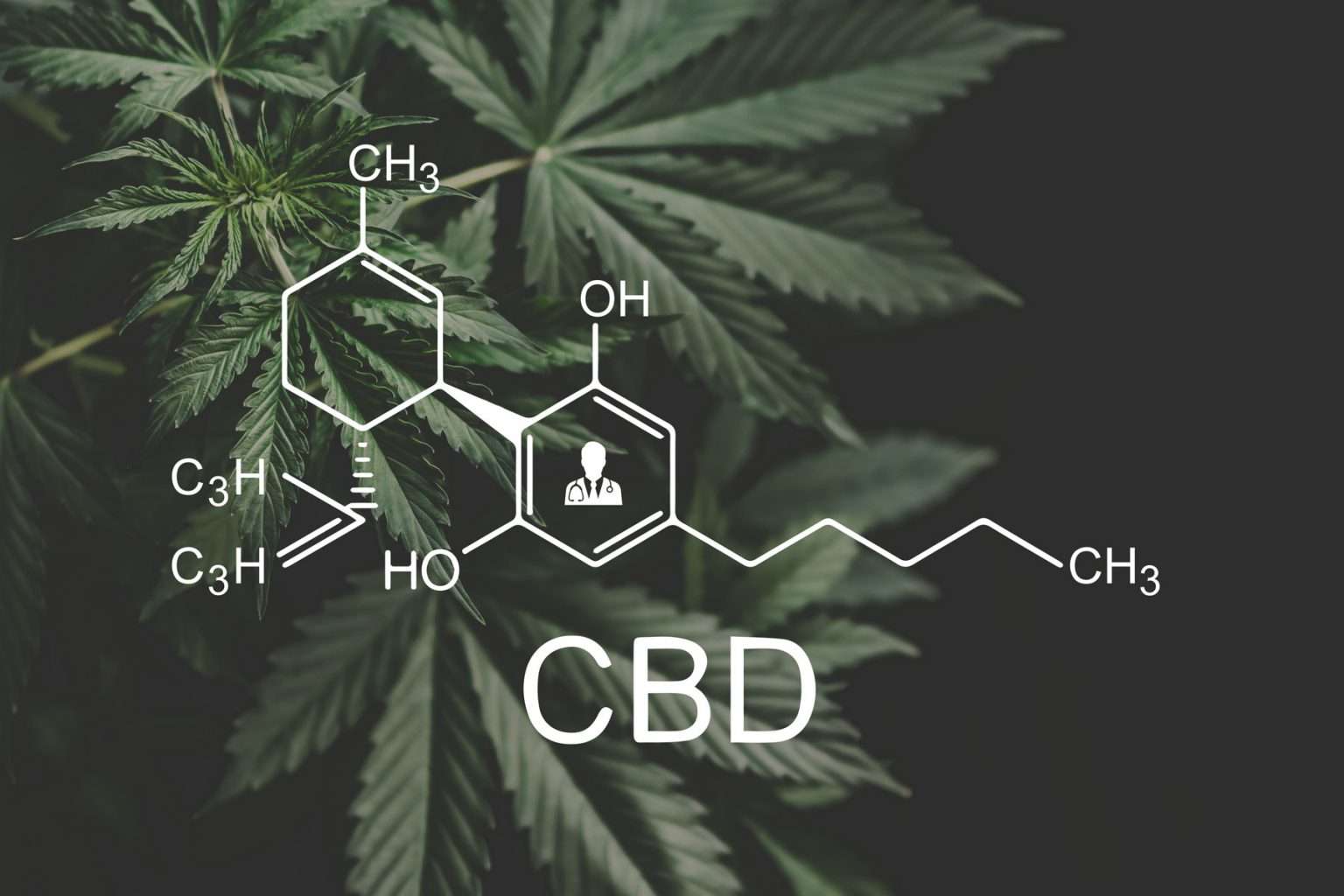 CBD Vs CBG Vs CBN: Simply Explained - BudDocs