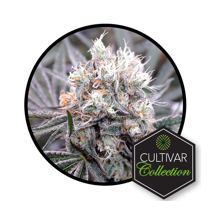 Durban Grapefruit Sativa Flower Trulieve BudReviews