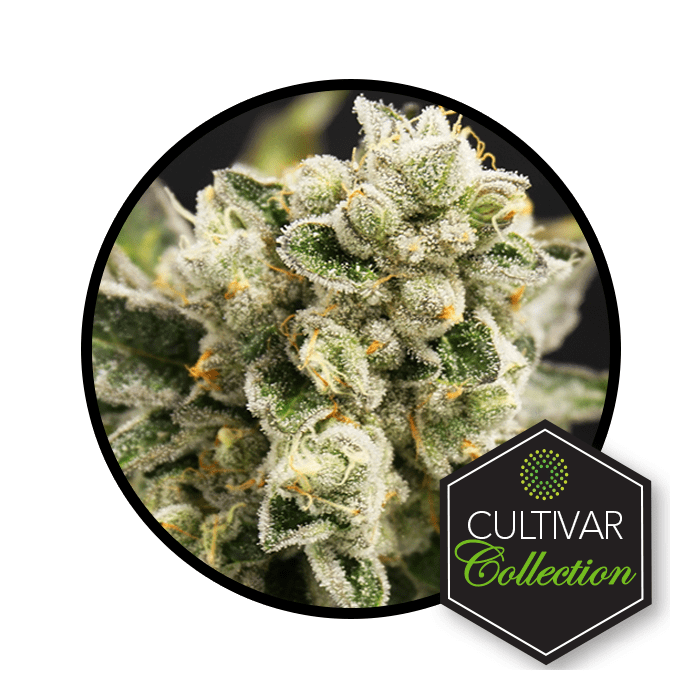 Kush Mints Trulieve BudReviews