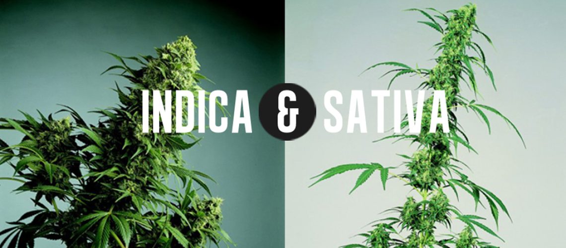 13-INDICA-VS-SATIVA-burningroaches.com_