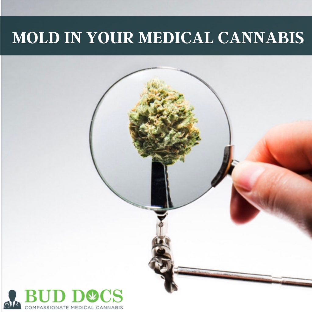 Florida medical marijuana mold