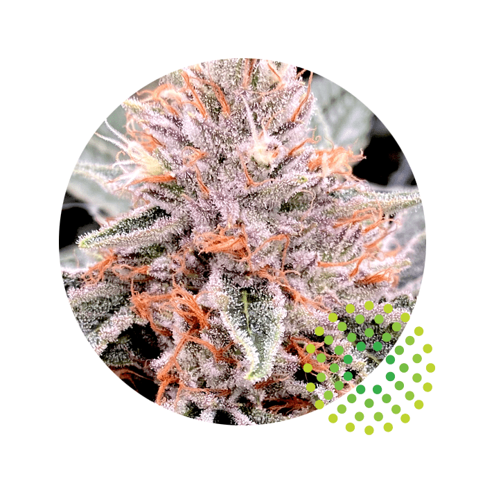 Gorilla Snacks Trulieve BudReviews