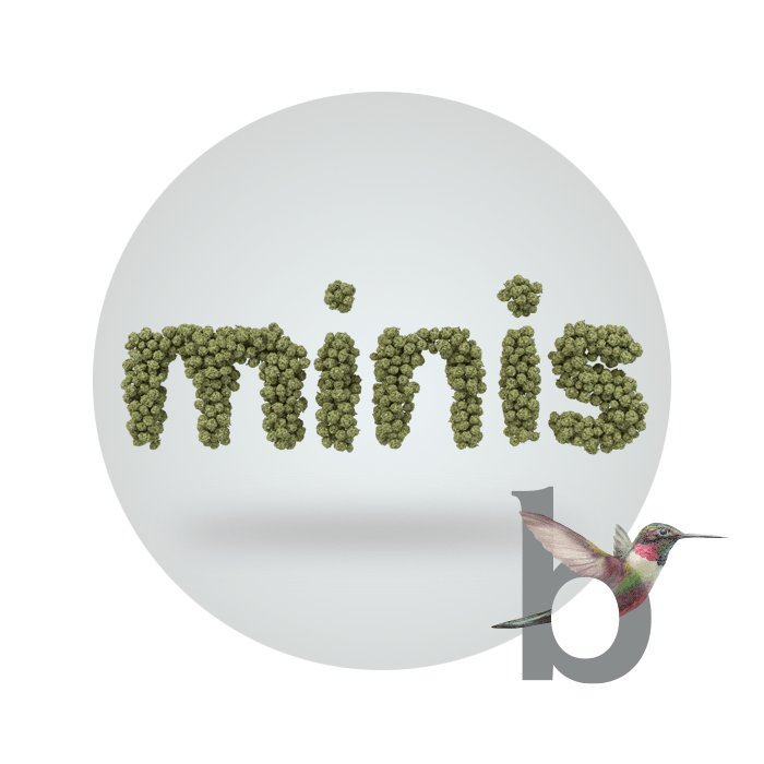 Mojito by Binske Minis Sativa Flower Trulieve BudReviews