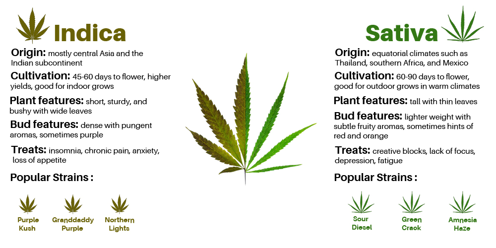 Difference Between Sativa And Indica BudDocs
