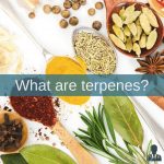 What are Cannabis Terpenes?