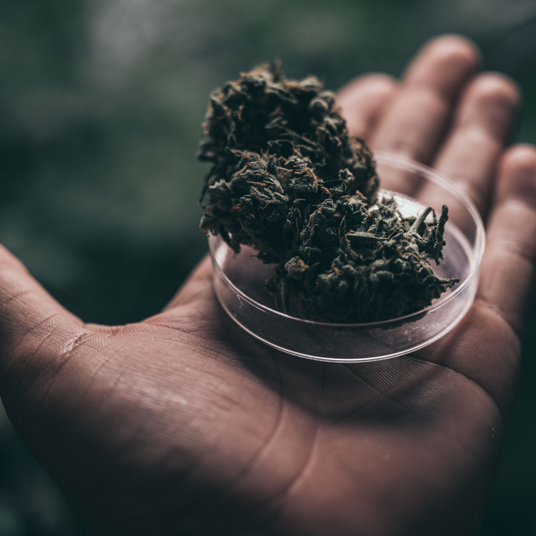 What is CBN or cannabinol?